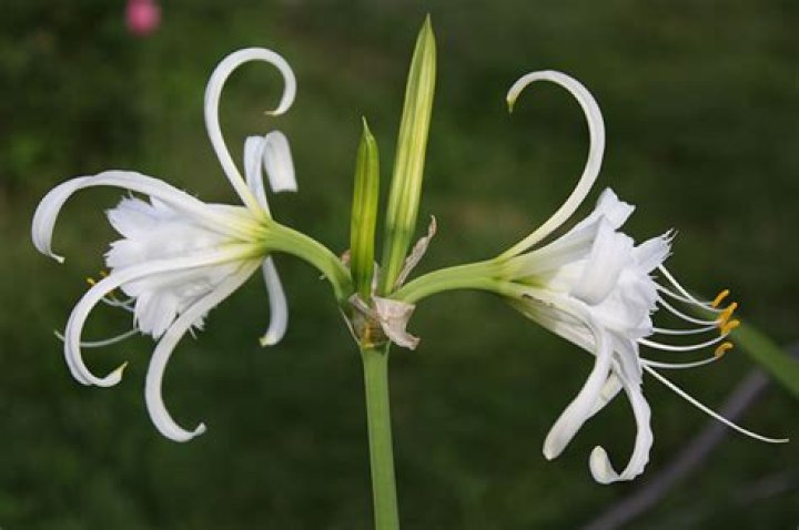 Unveiling the Mystical Spider Lily Symbolism: A Comprehensive Guide